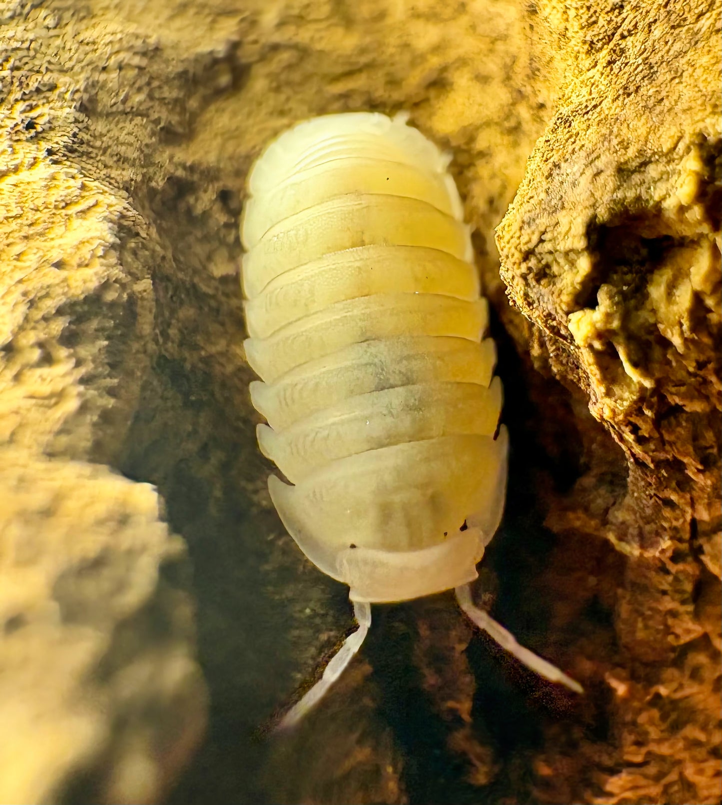Cubaris sp "Murina Glacier"