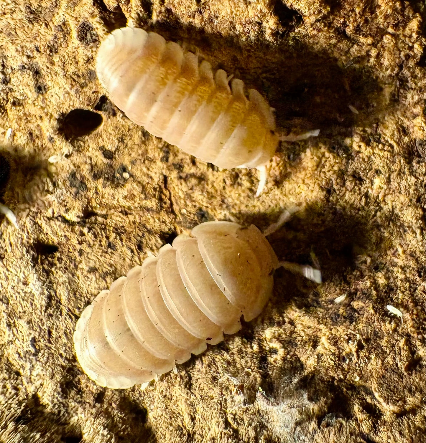 Cubaris sp "Pink Rose"