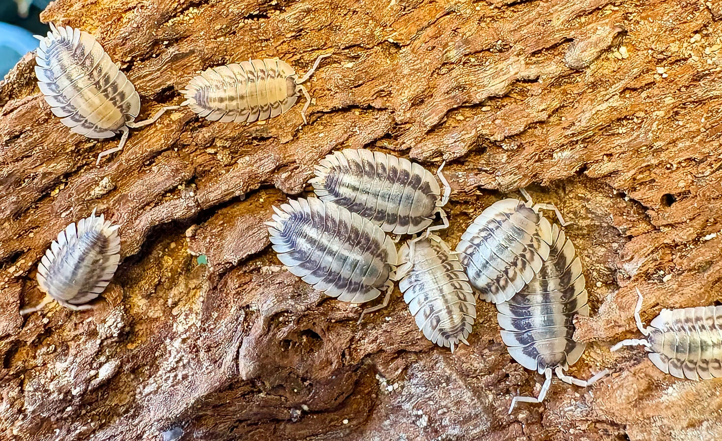 Porcellio werneri "Silverback"