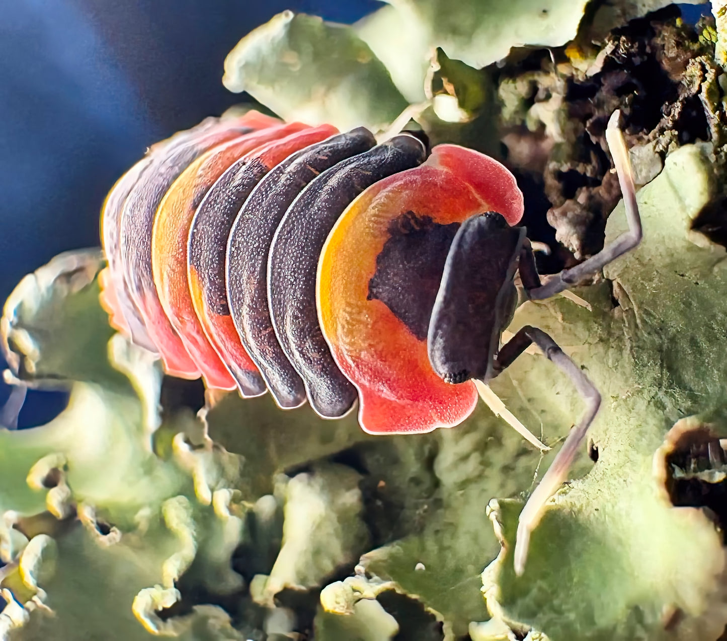 Ardentiella sp "Blister Fire"