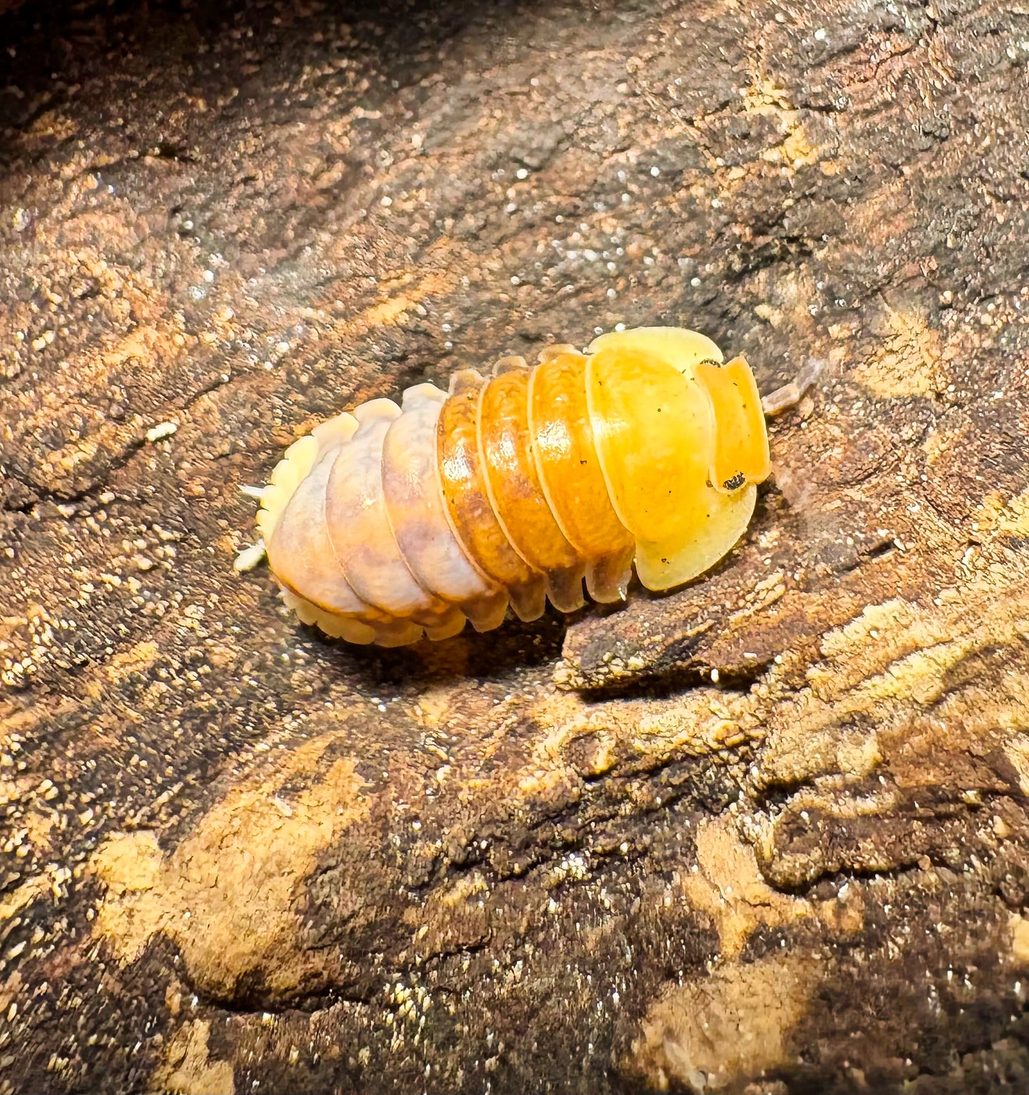 Cubaris sp "Rubber Ducky"