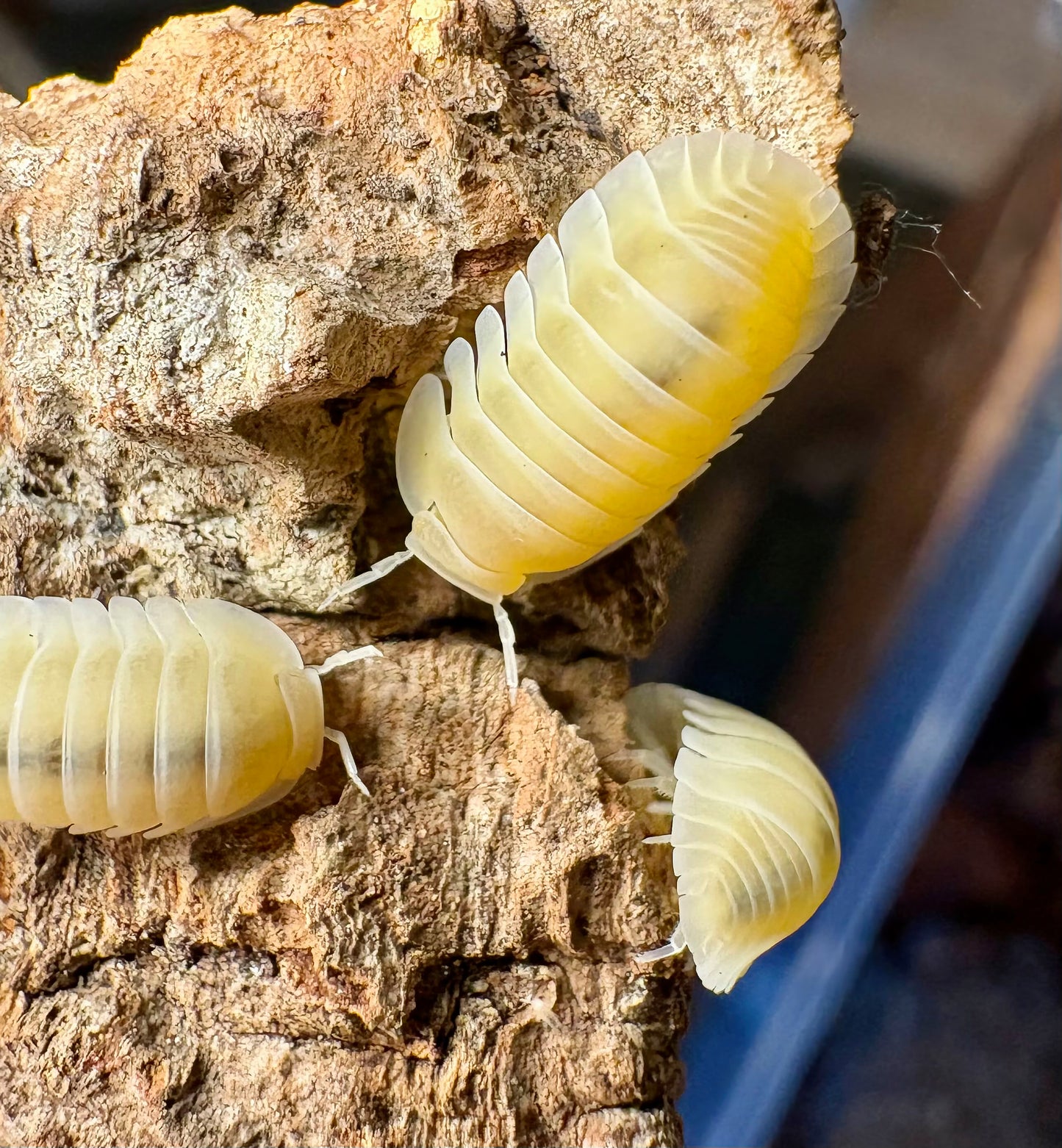 Cubaris sp "Frosty Jupiter"