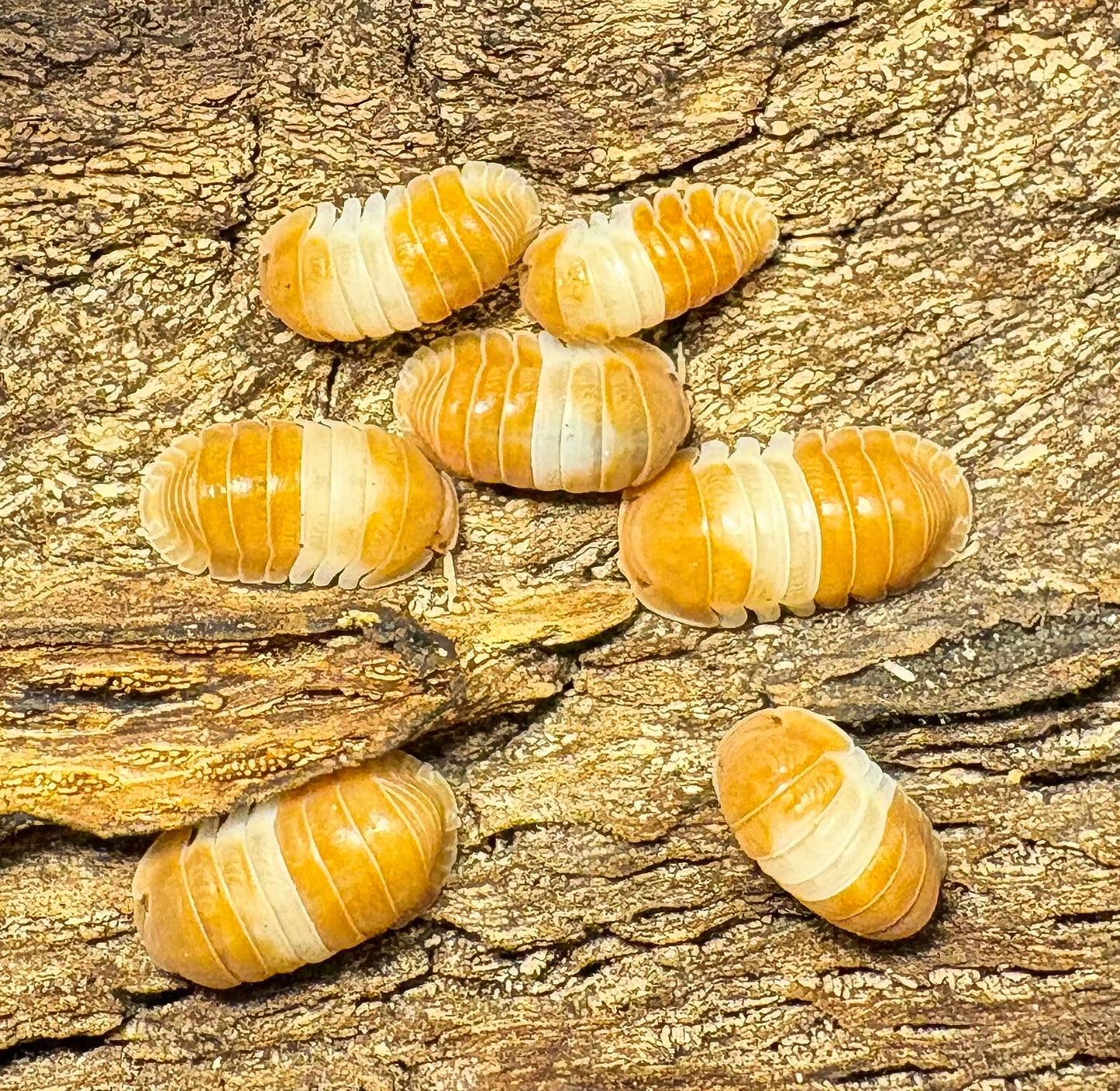 Cubaris sp "Red Panda King"