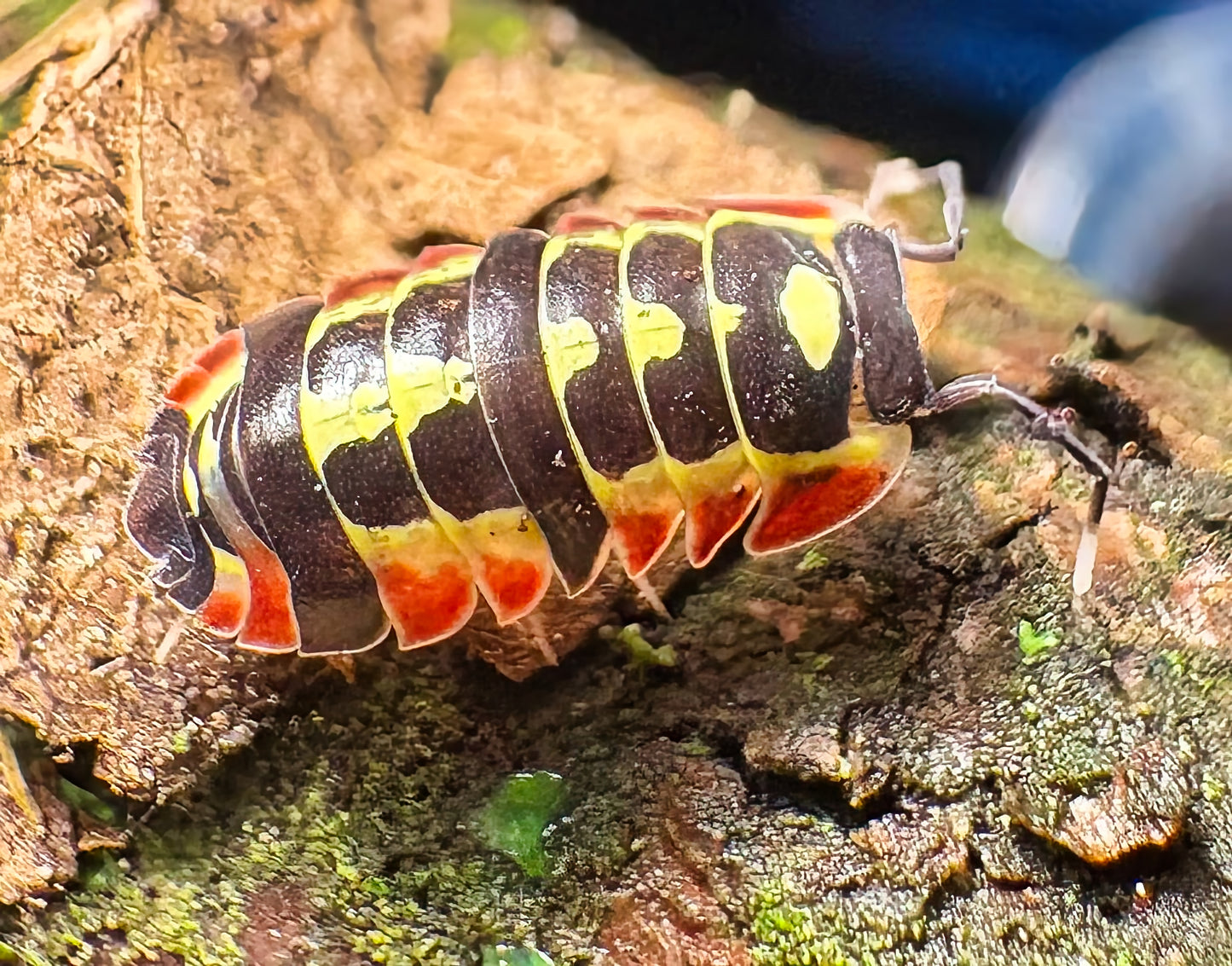 Ardentiella sp "Red Diablo"