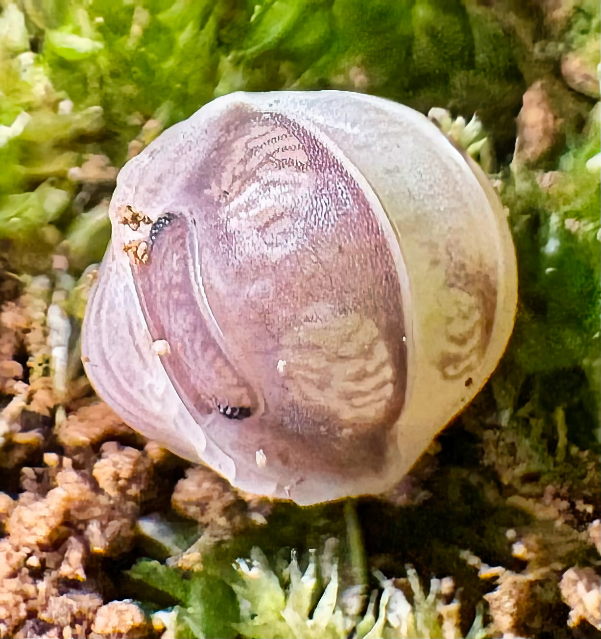 Cubaris sp "Panda King"