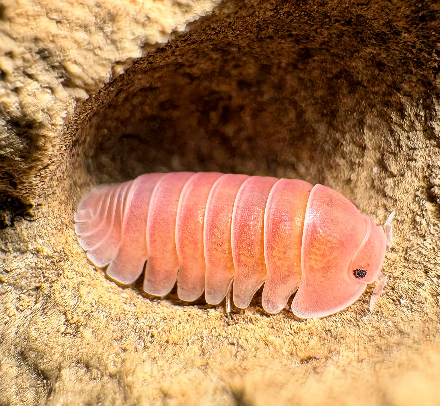 Cubaris sp "Cherry Blossom"