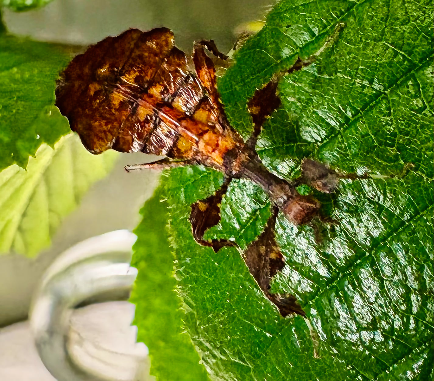 Pulchriphyllium giganteum "Tapah Hills" Nymphs