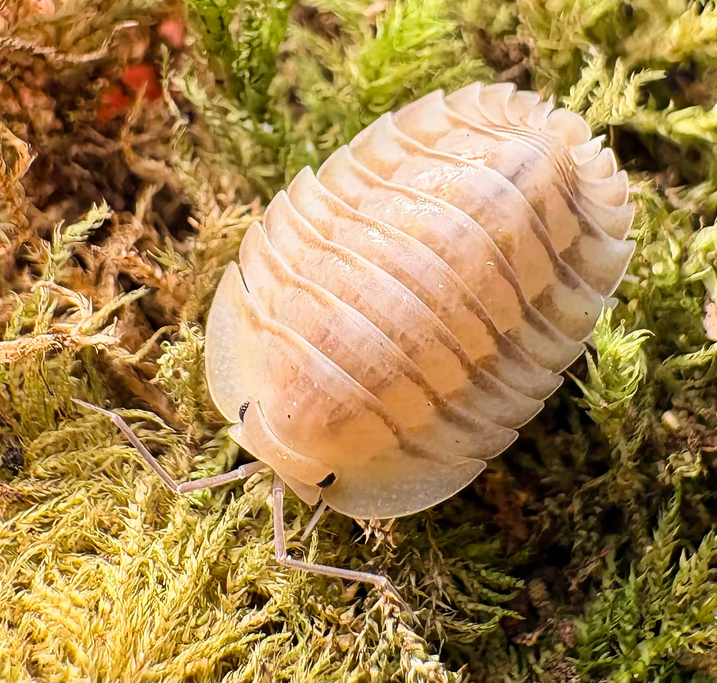 Troglodillo sp "Glass Skeleton"
