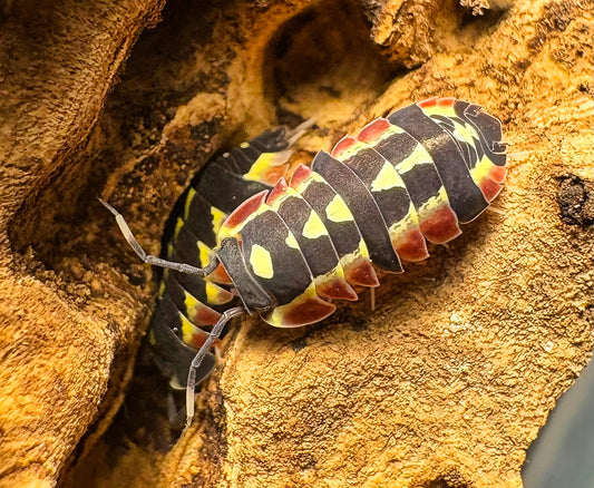 Ardentiella sp "Red Diablo"