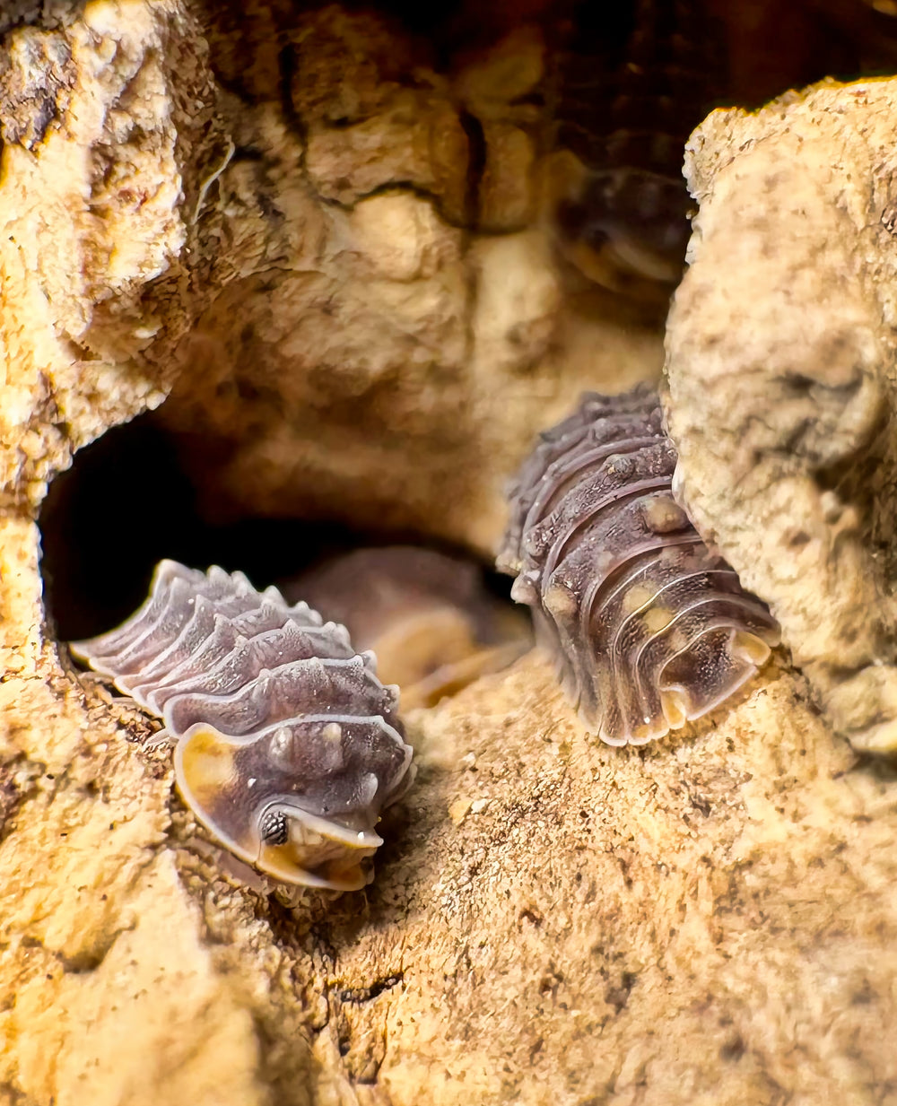 Isopoda sp "Shiny Gator"