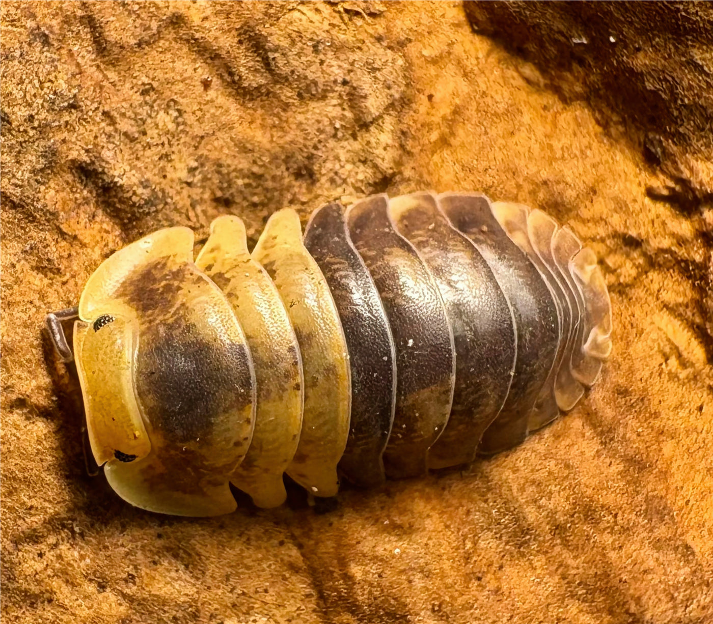 Filipinodillo sp "Batman"