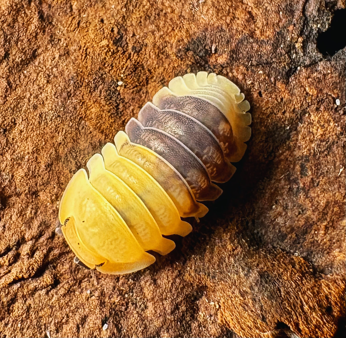 Cubaris sp "Rubber Bee"