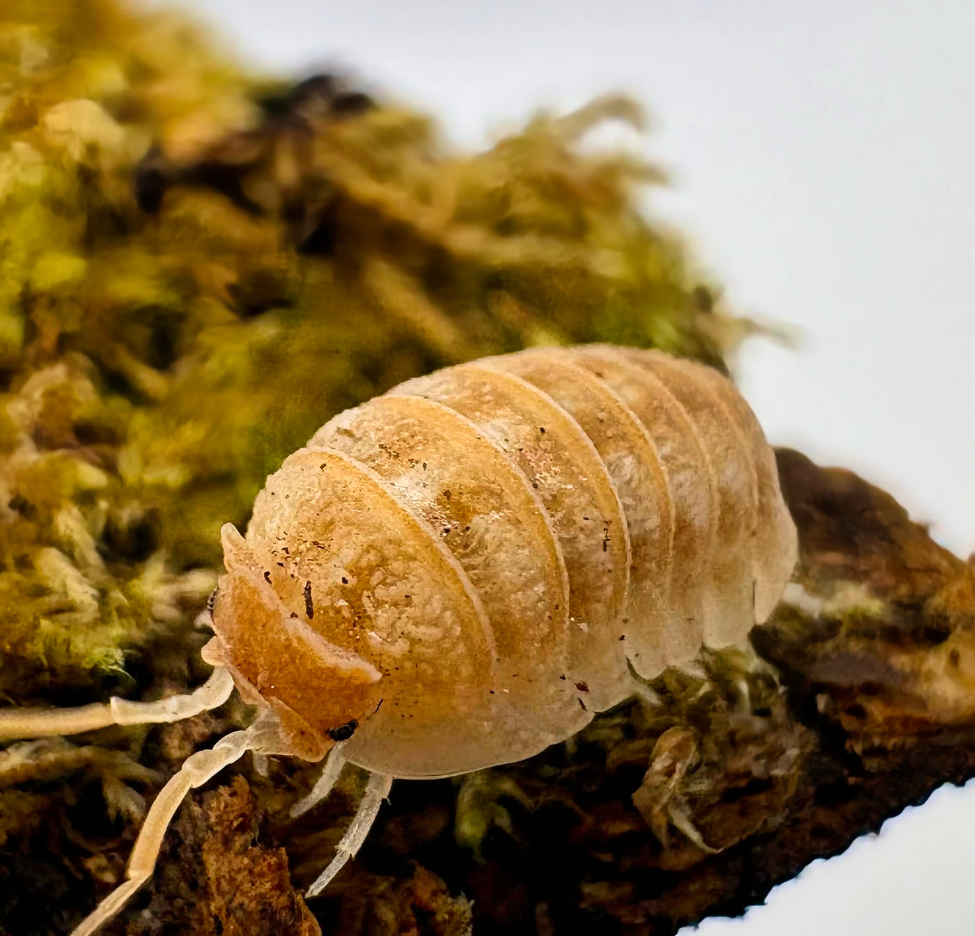 Armadillidium Hauseni