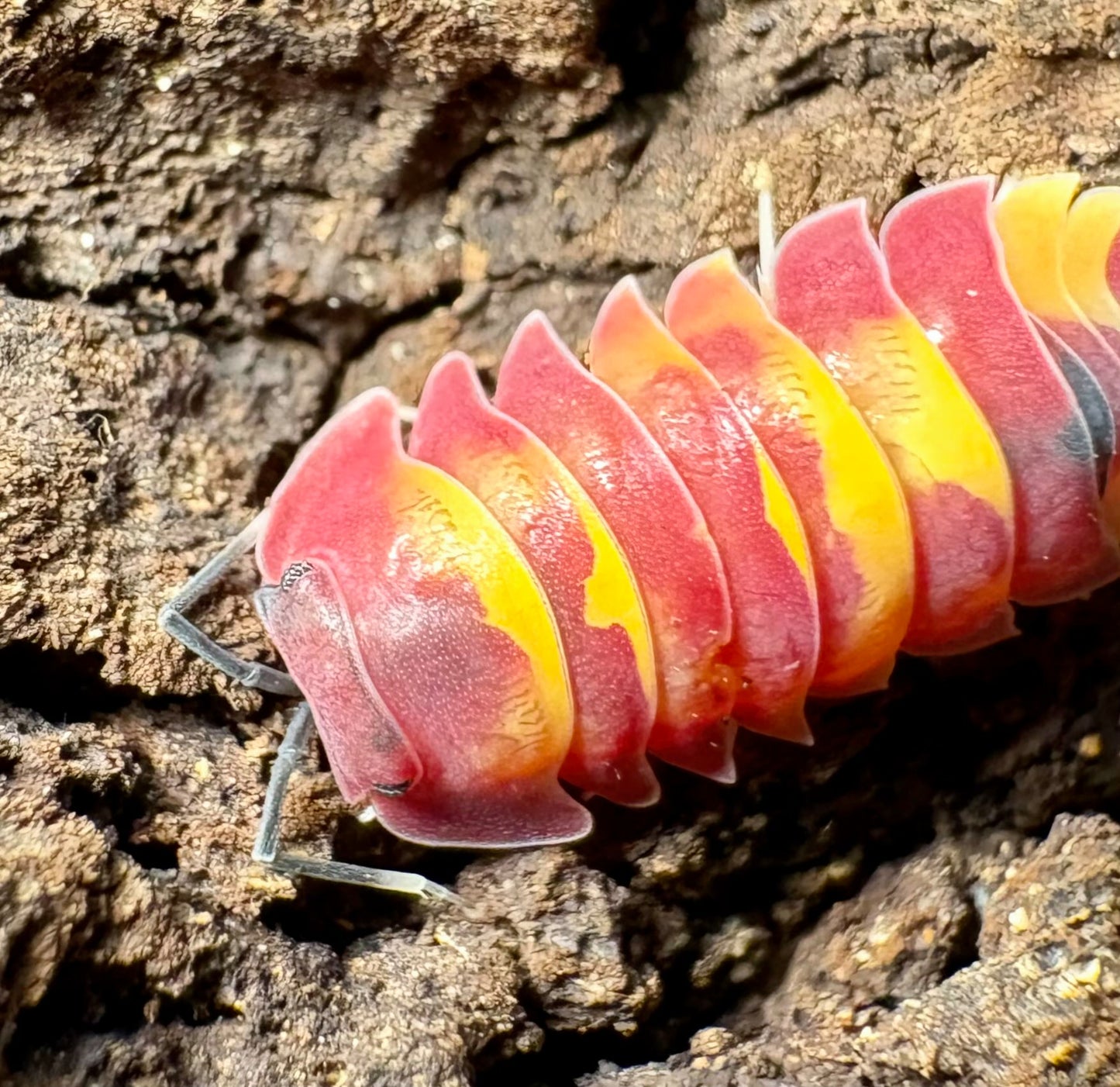 Ardentiella sp "Scarlet"