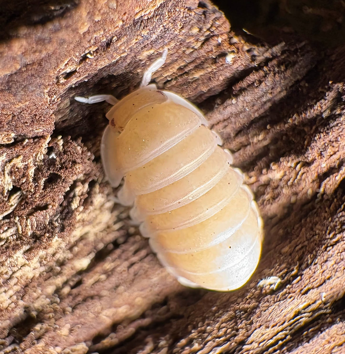 Cubaris sp "Pink Rose"
