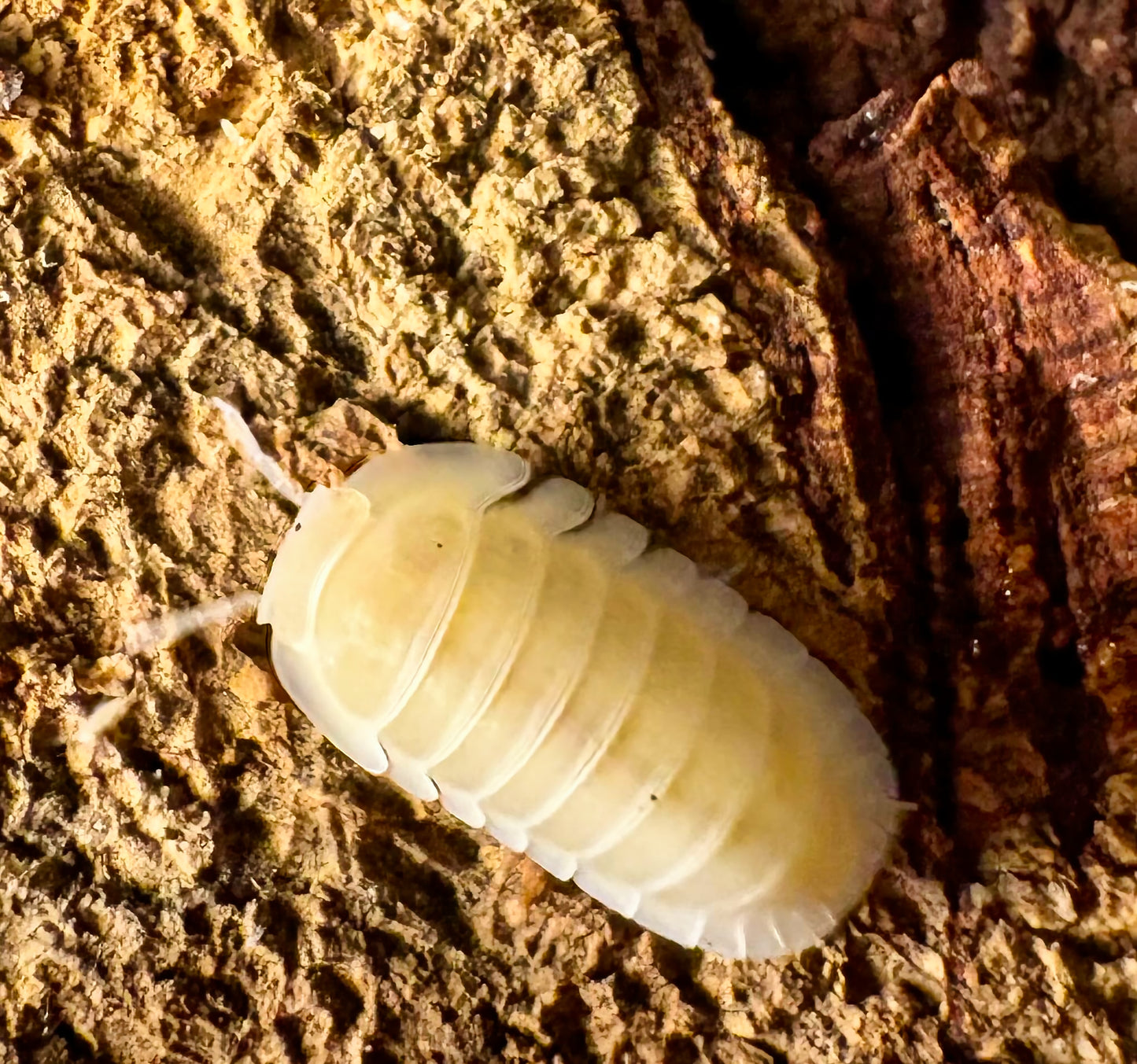 Cubaris sp "Frosty Jupiter"