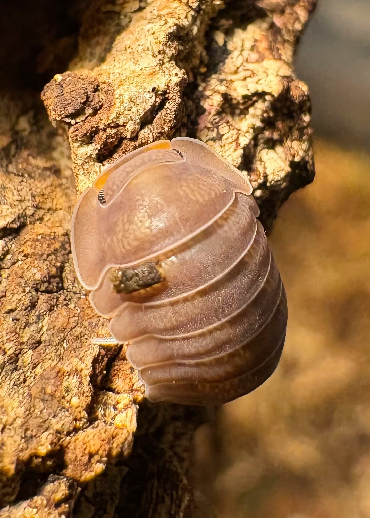 Cubaris sp "Piggy"