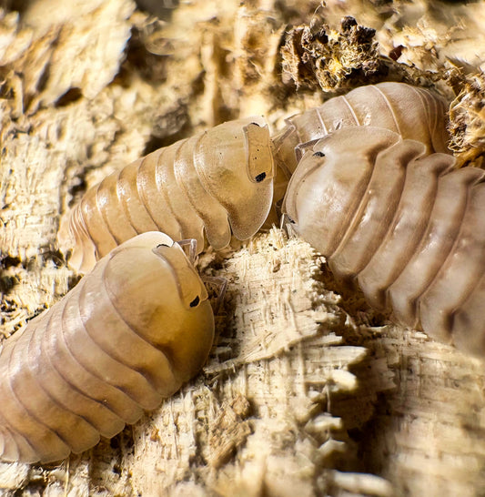 Cubaris sp "Caramel Cream"