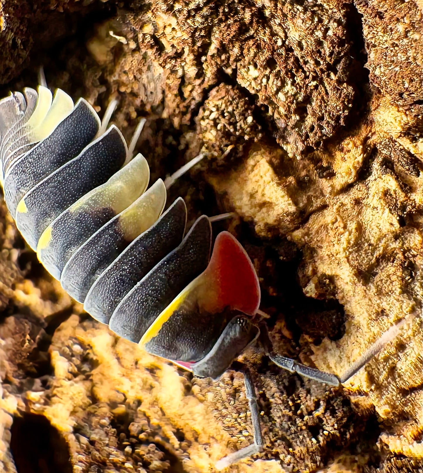 Ardentiella sp "Quadcolor"
