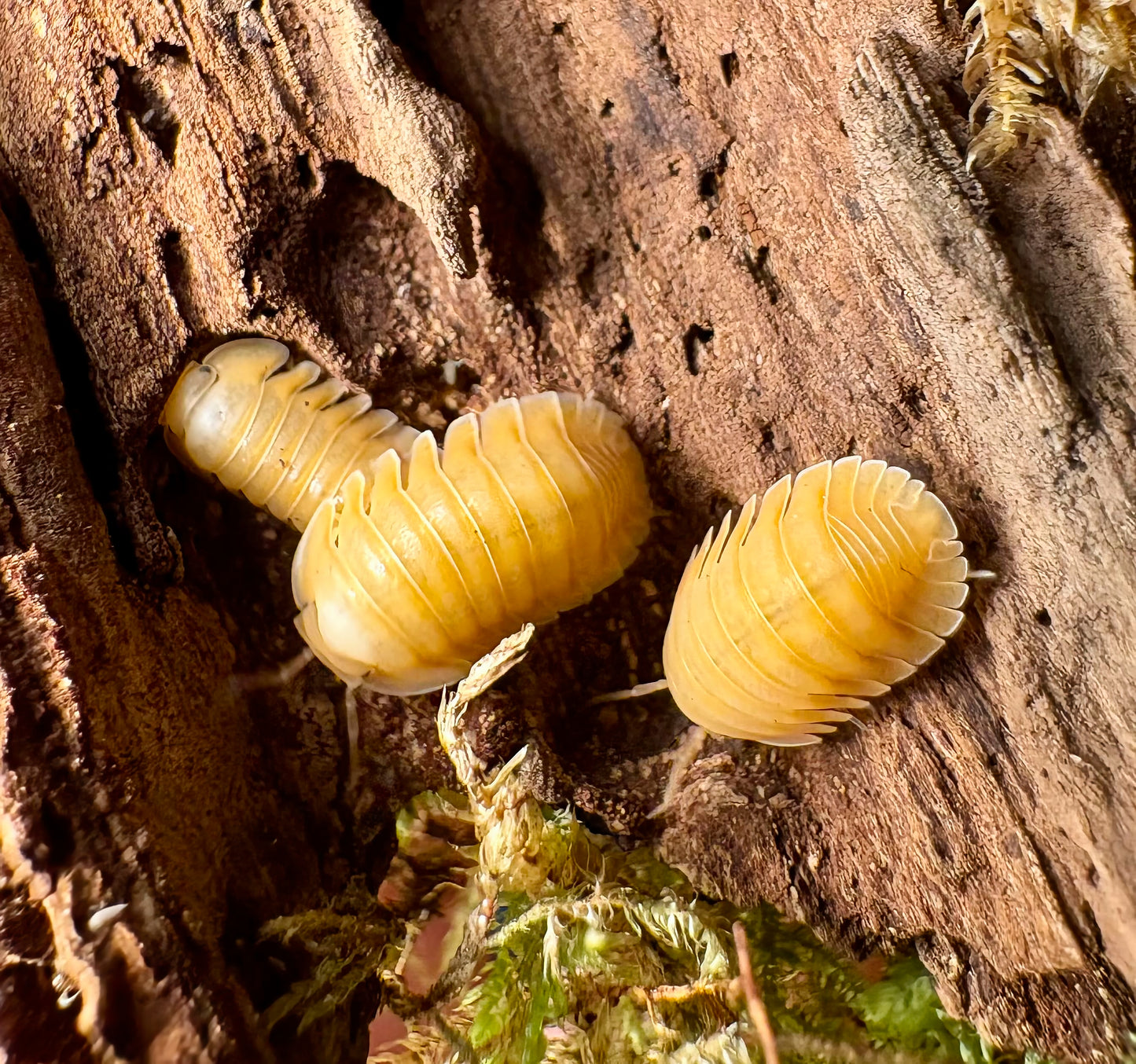Cubaris sp "Orange Freezy"