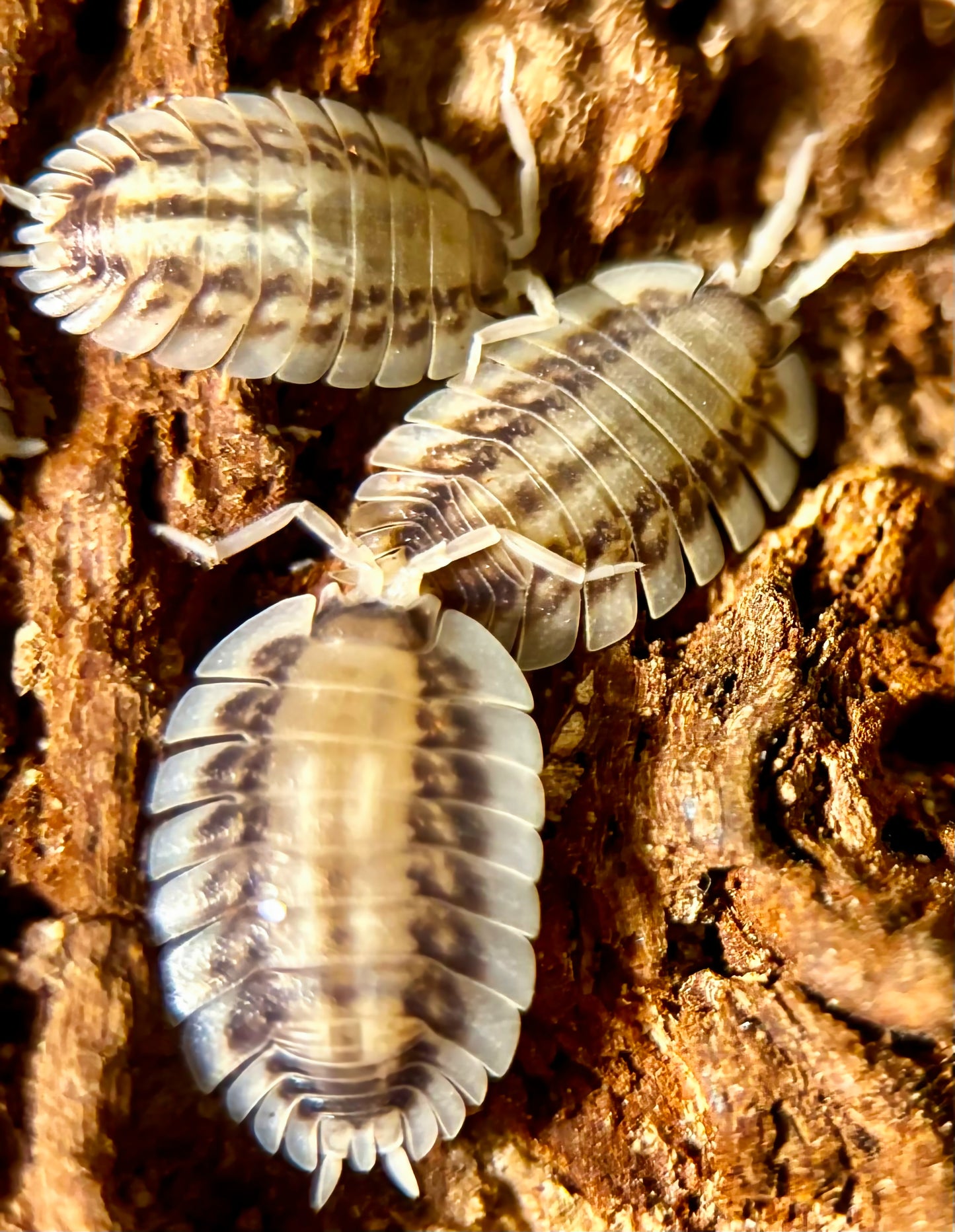 Porcellio werneri "Silverback"