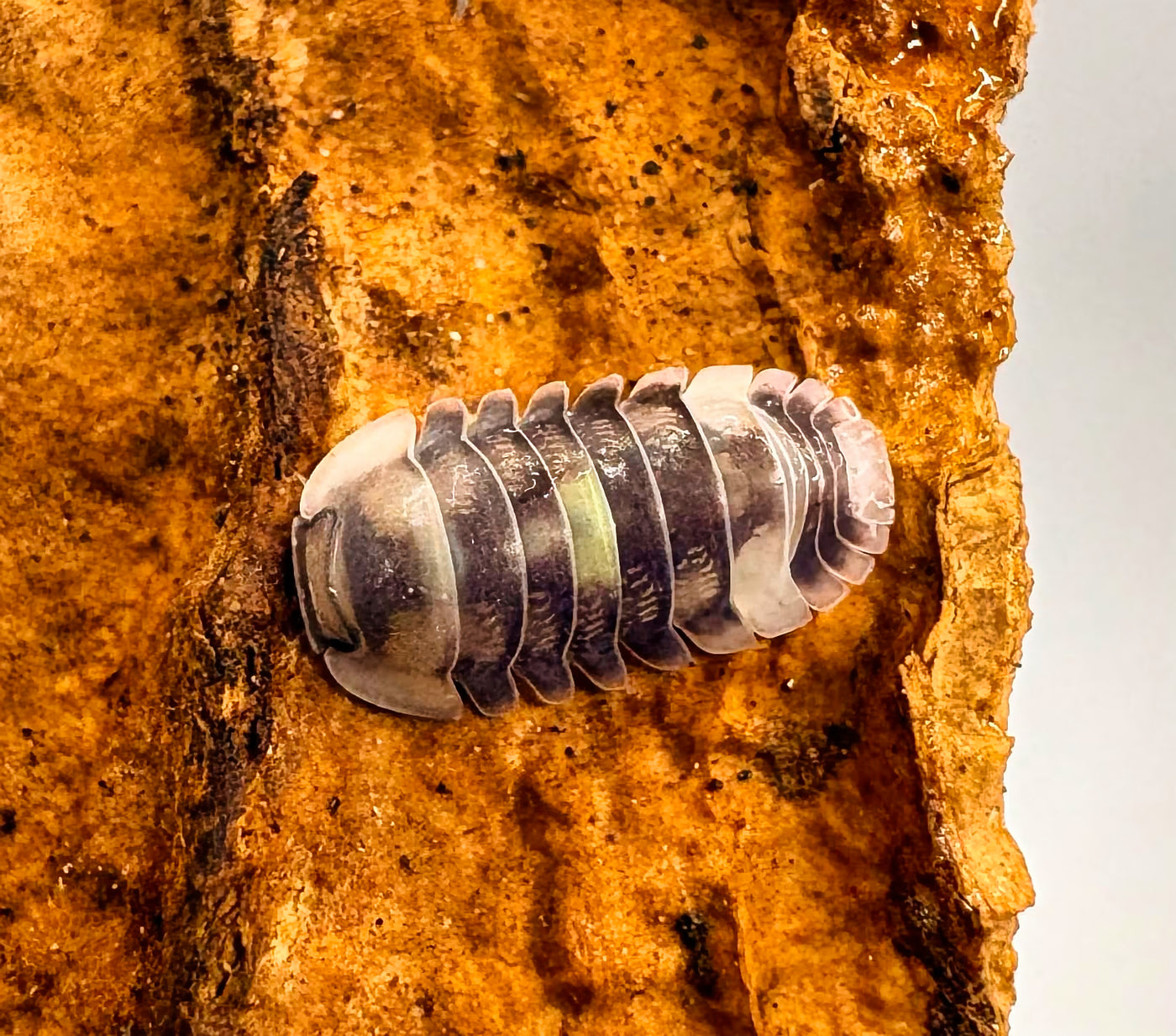 Cubaris sp "Amber Firefly Holy Light"