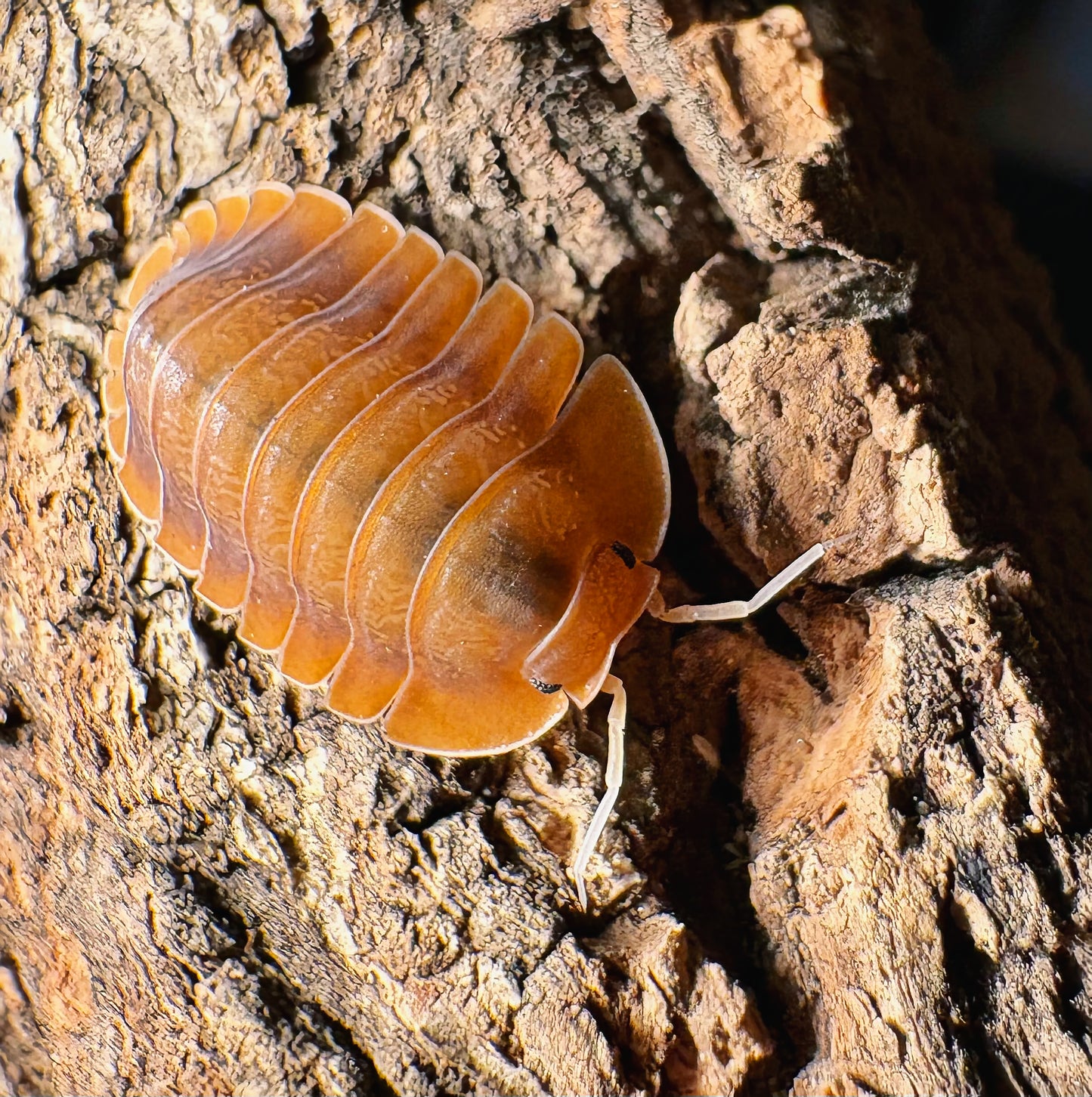 Troglodillo sp "Vex"