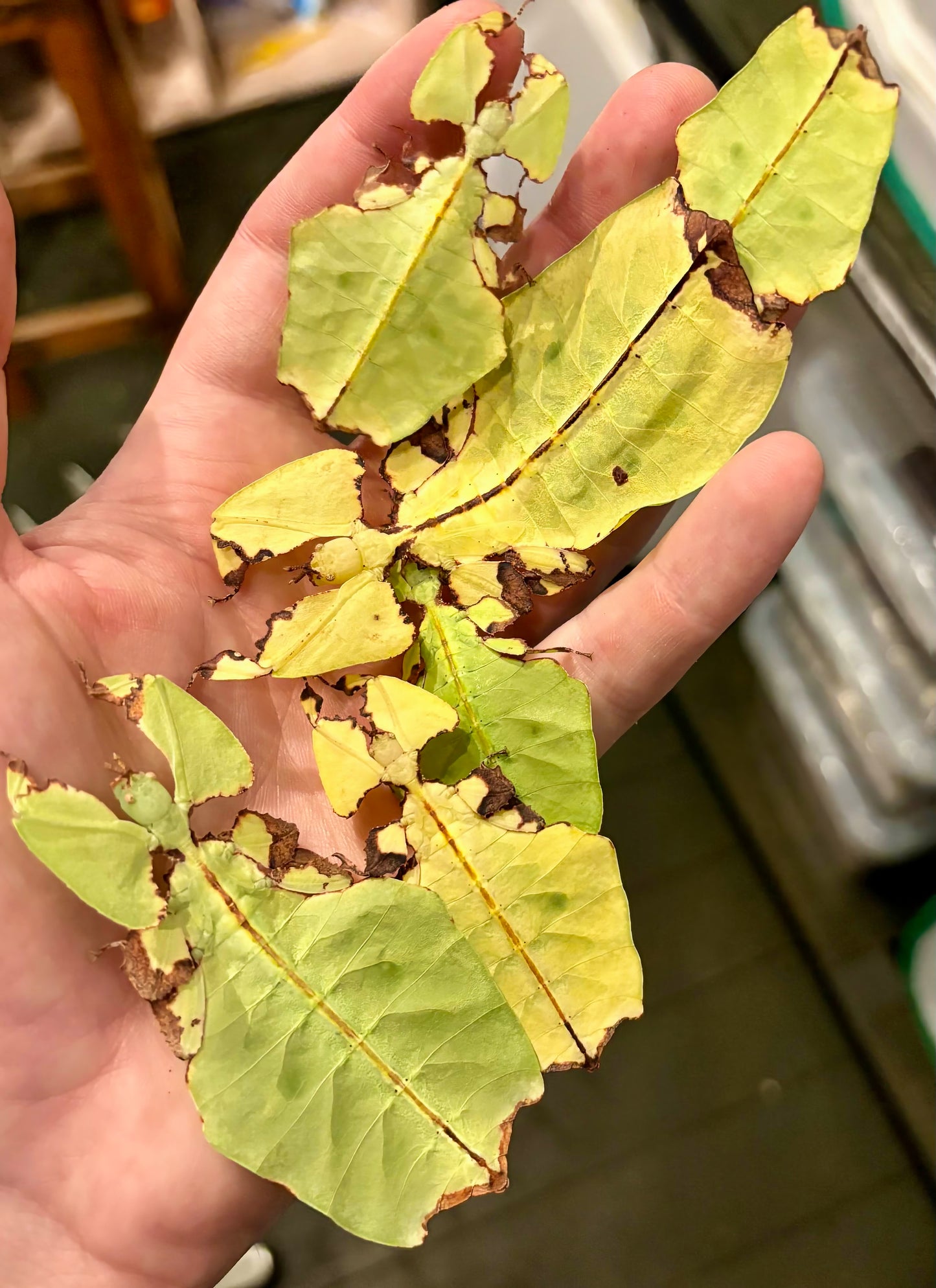 Pulchriphyllium giganteum "Tapah Hills" Nymphs