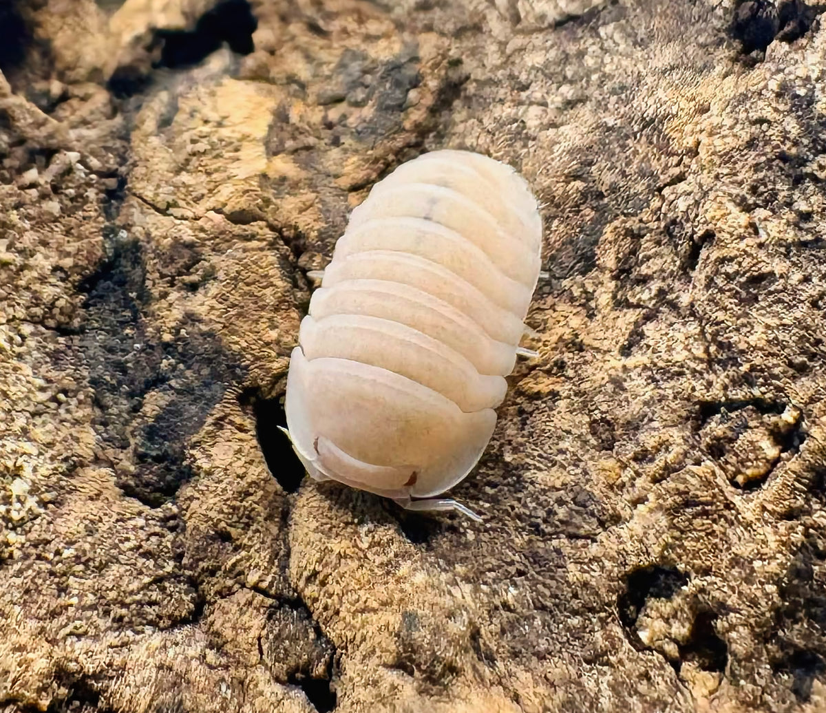 Cubaris sp "Midnight Purple Albino"