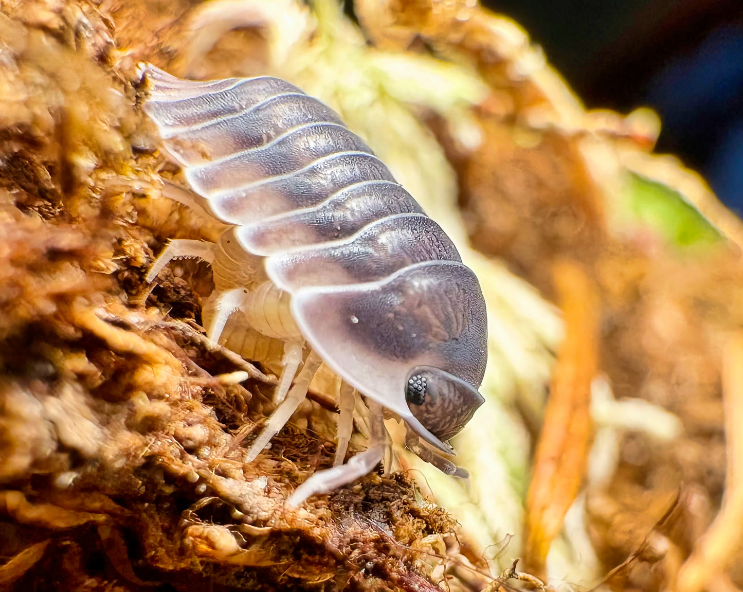 Cubaris sp "Happy Nun"