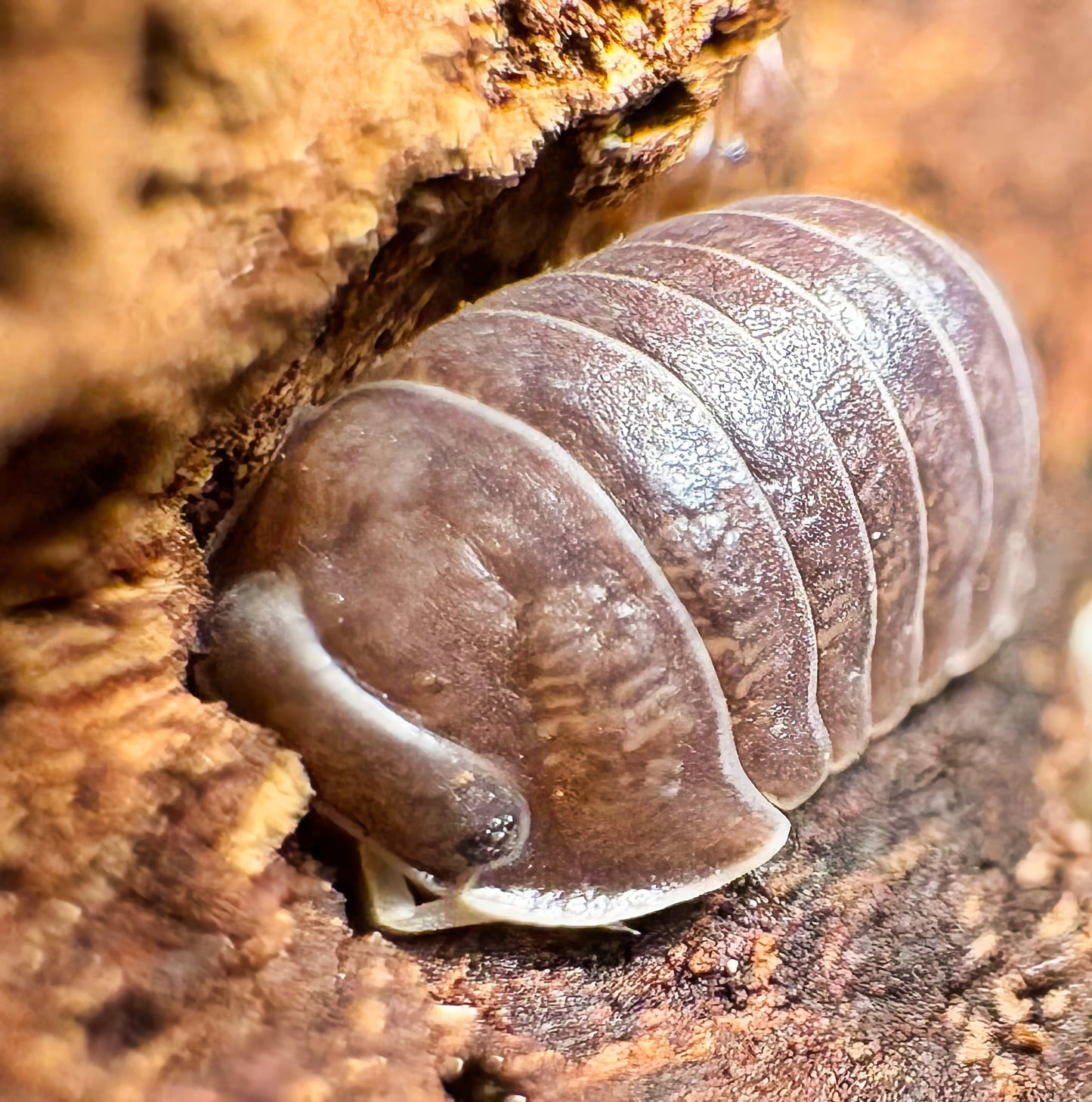 Filipinodillo sp "Nakar"