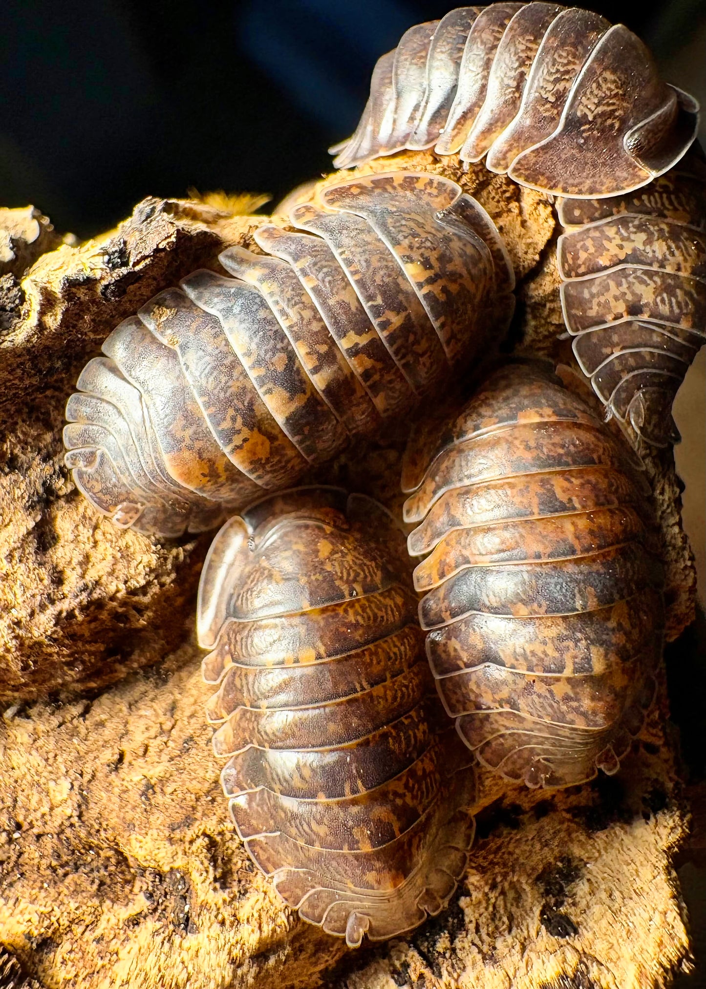 Filipinodillo sp "Giant Banahao"