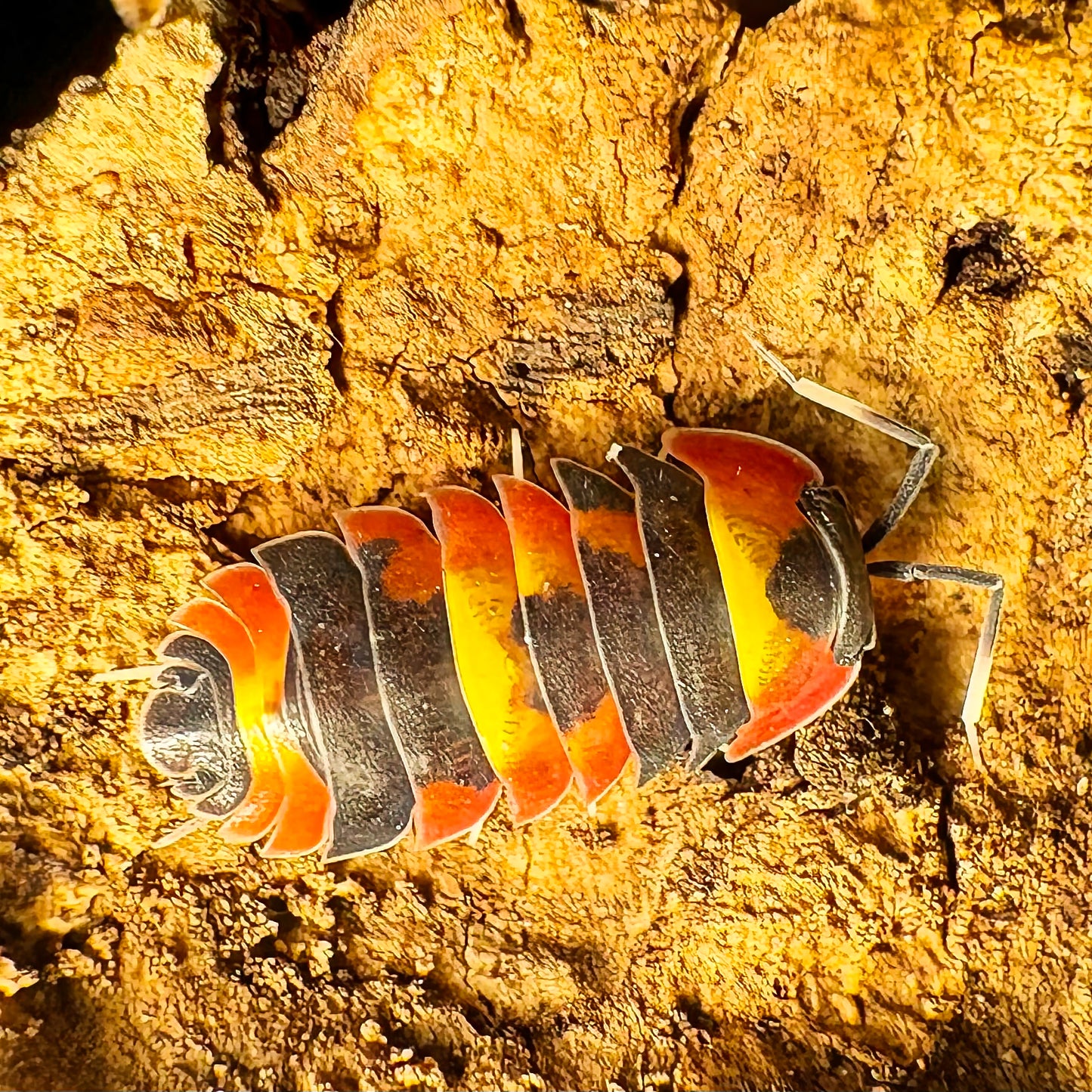 Ardentiella sp "Blister Fire"