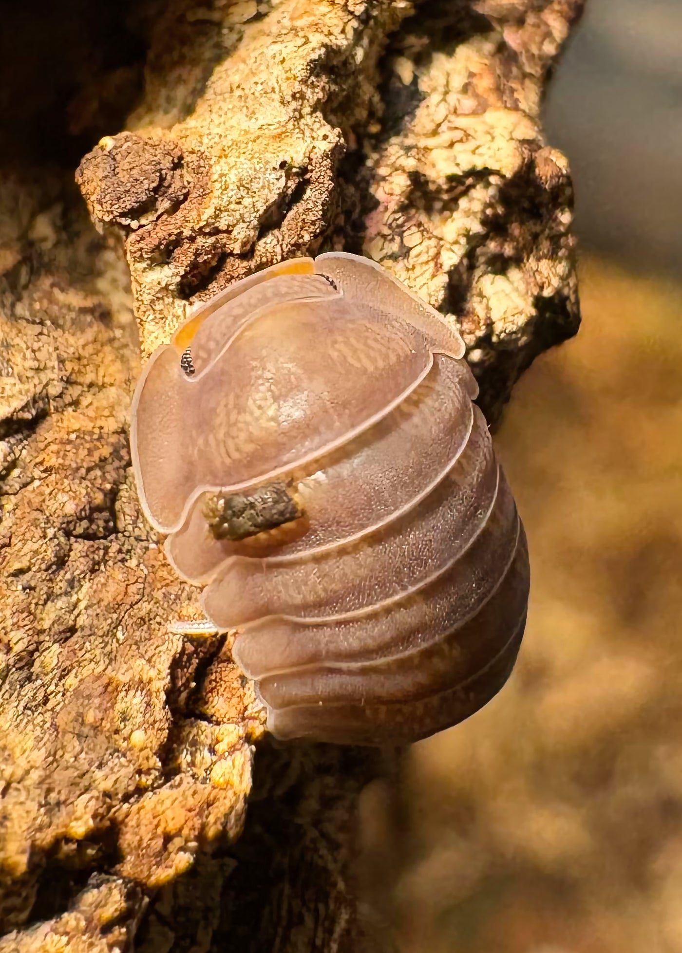 Cubaris sp "Piggy"
