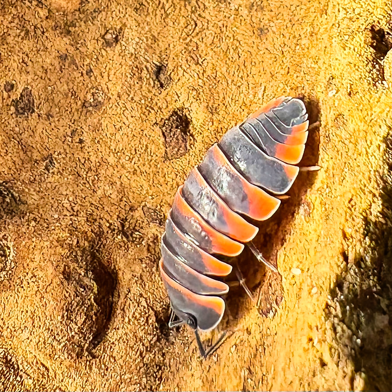 Ardentiella sp "Ember Bee"