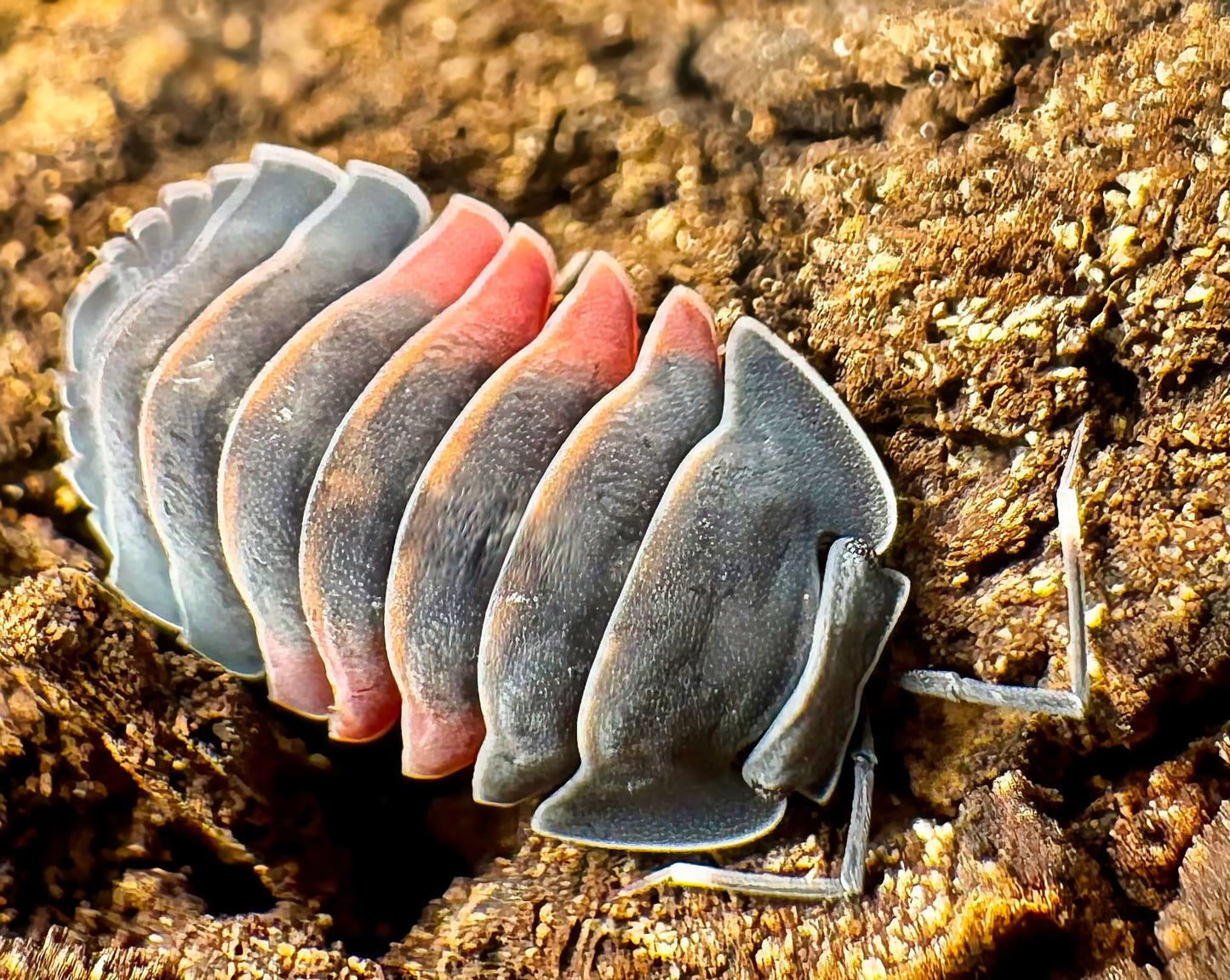 Ardentiella sp "Lava"
