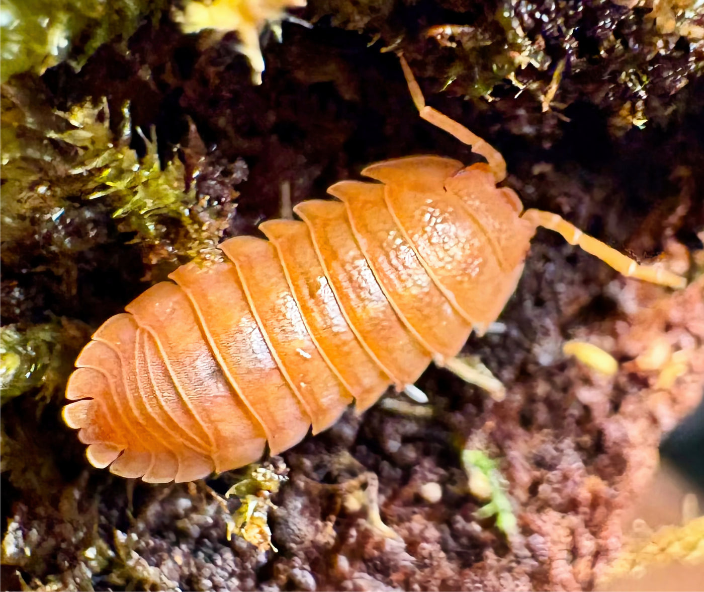 Cubaris sp "Orange Tiger"