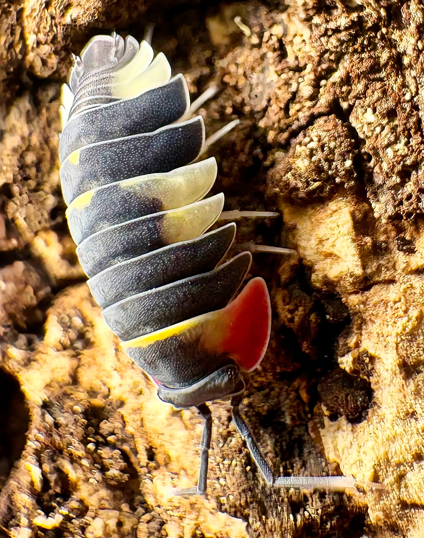 Ardentiella sp "Quadcolor"