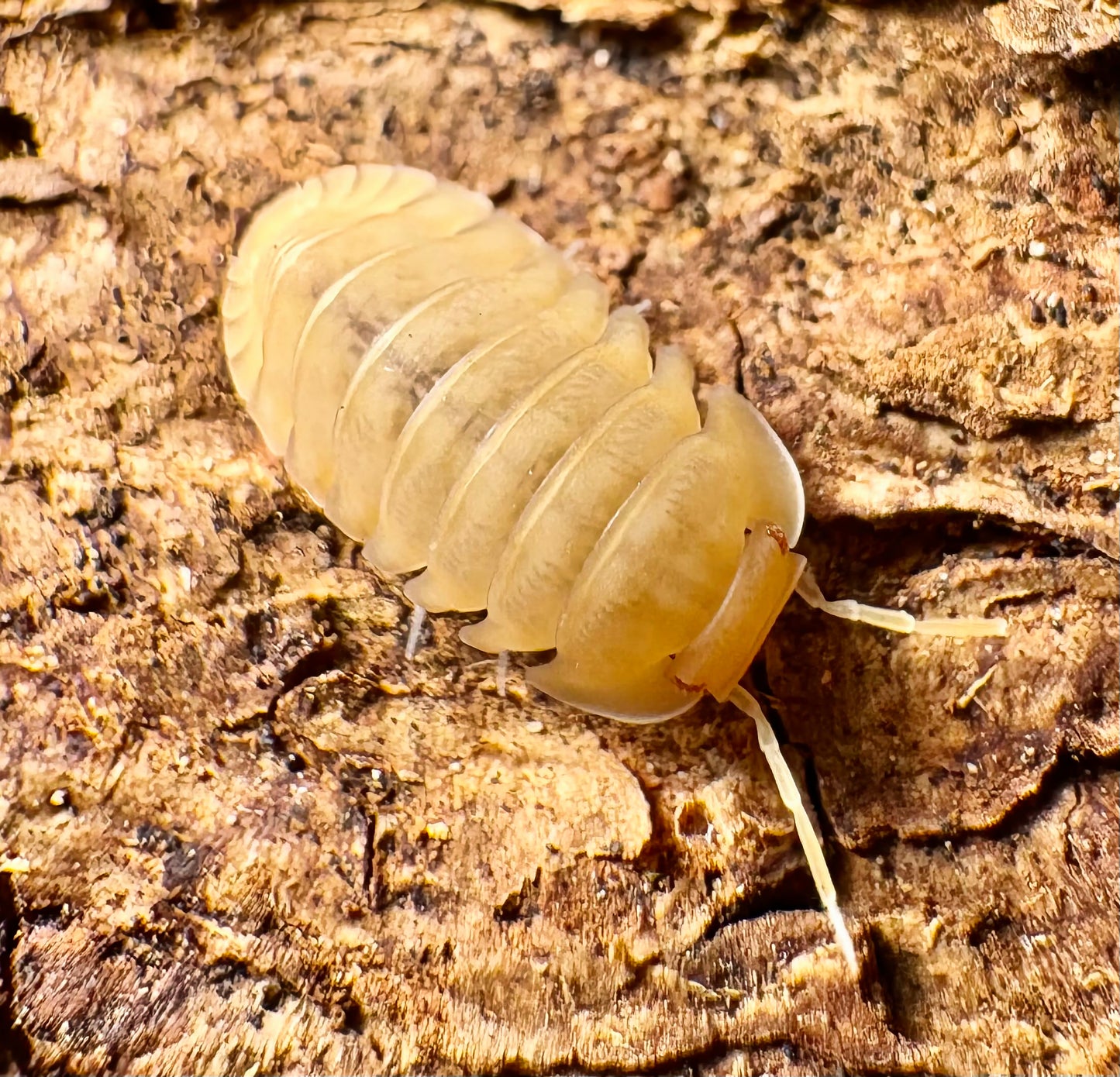 Cubaris sp "Red Edge Peach"