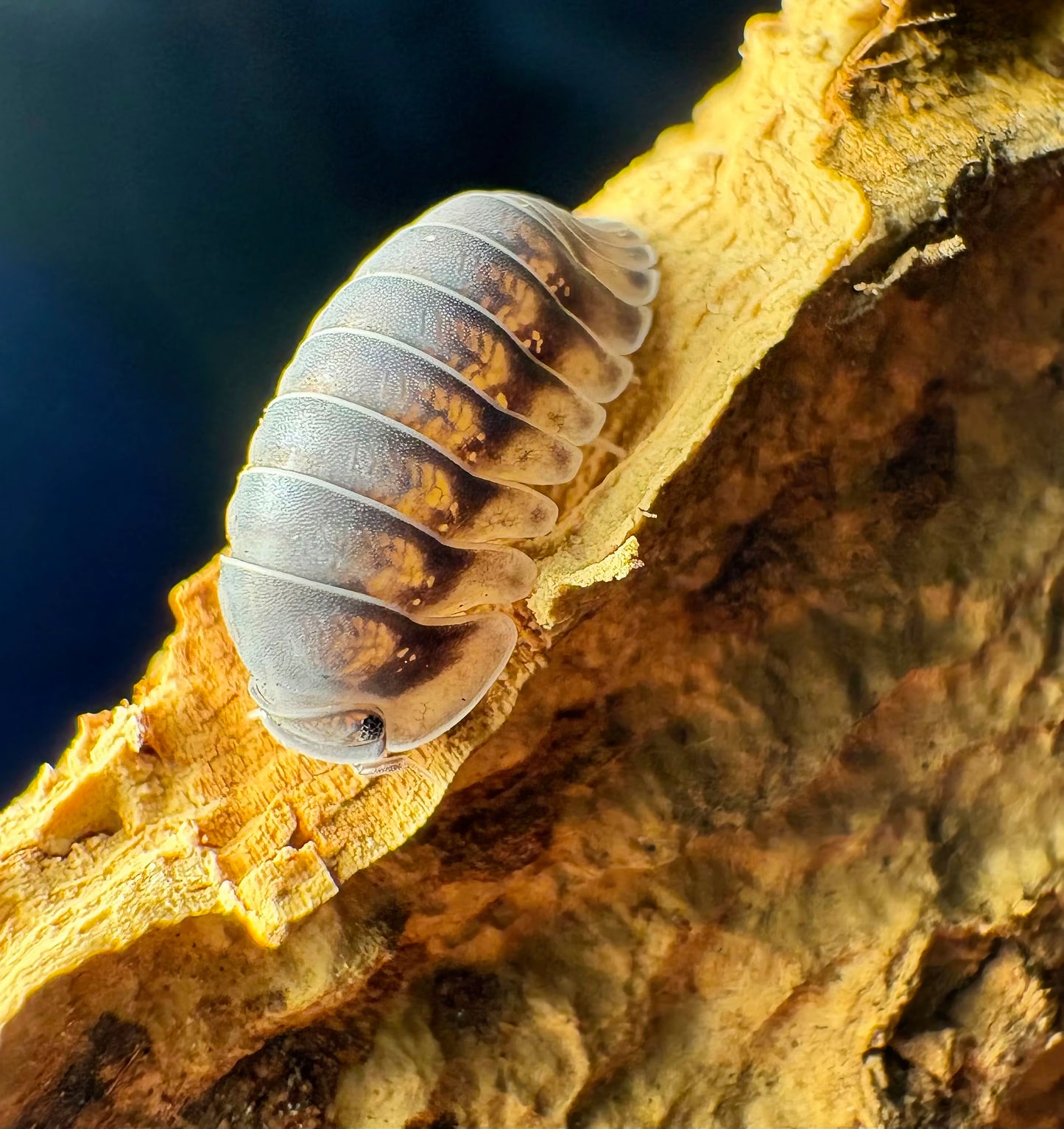 Cubaris sp "Happy Nun"