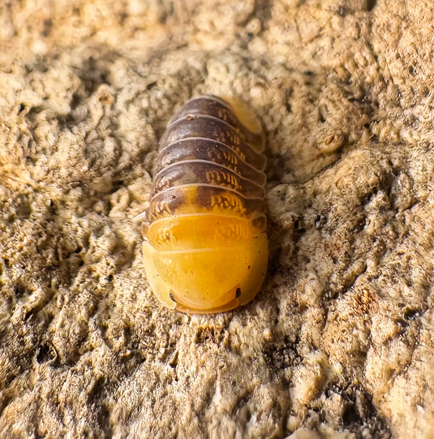 Cubaris sp "Rubber Ducky"