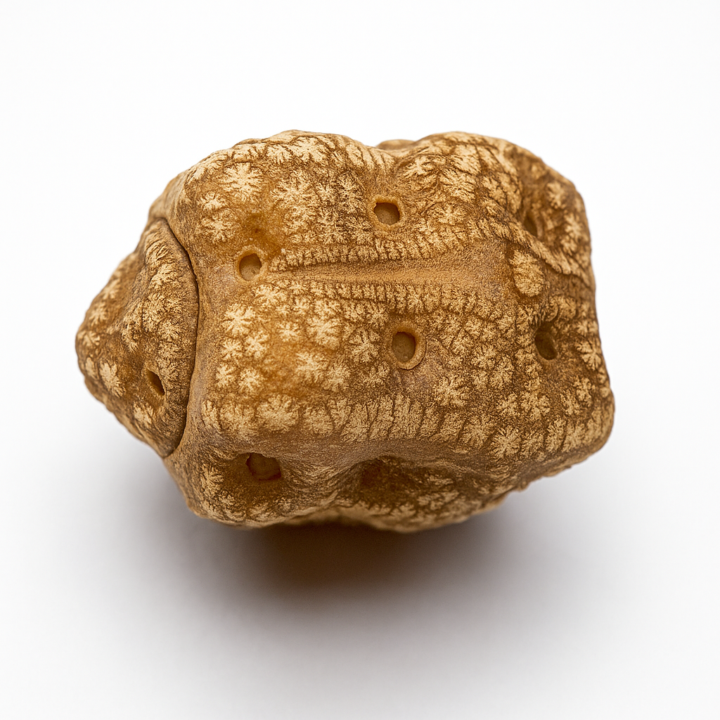 Cryptophyllium limogesi "Thac Krong Kmar" Eggs