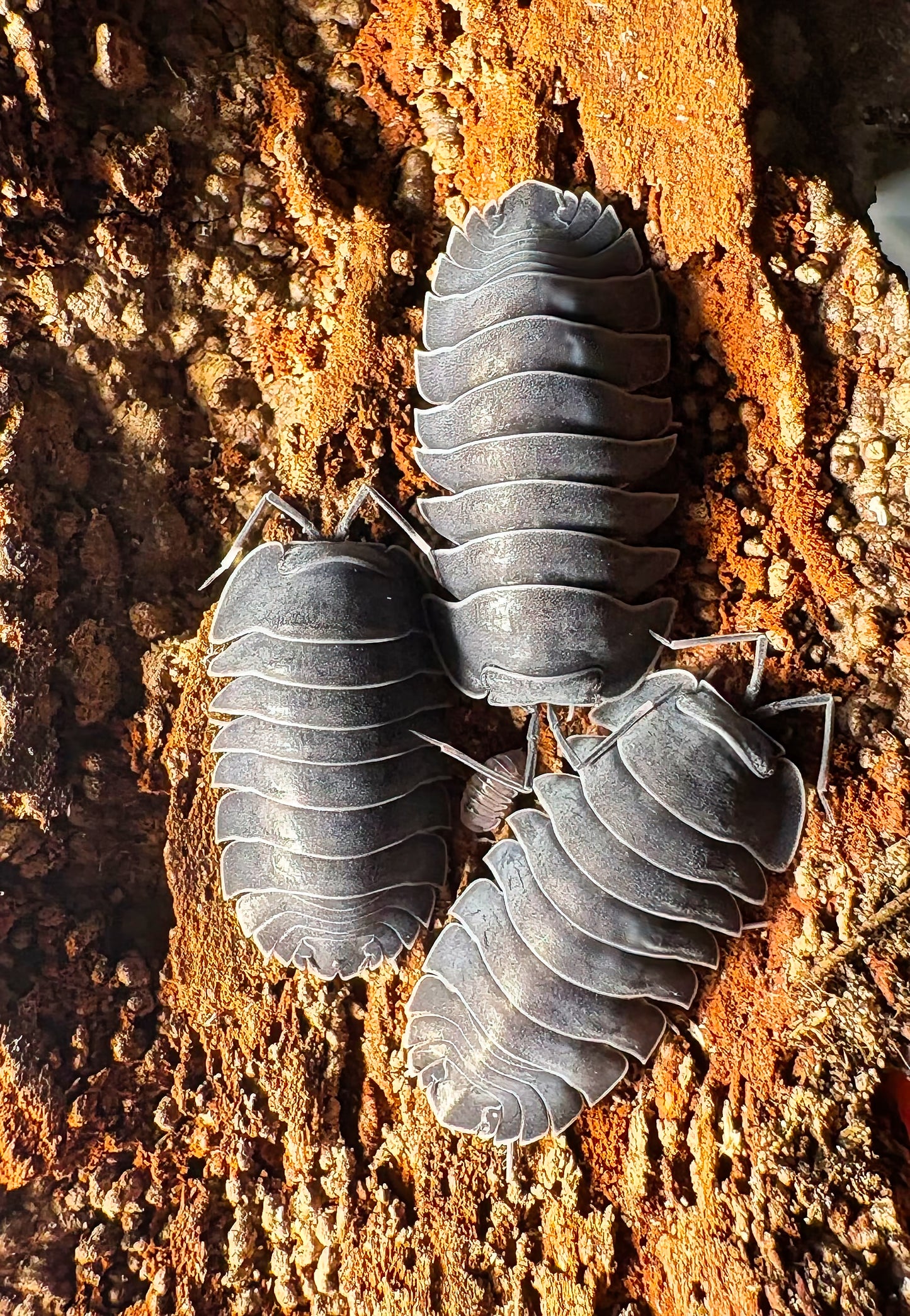 Ardentiella sp "Black Hole"