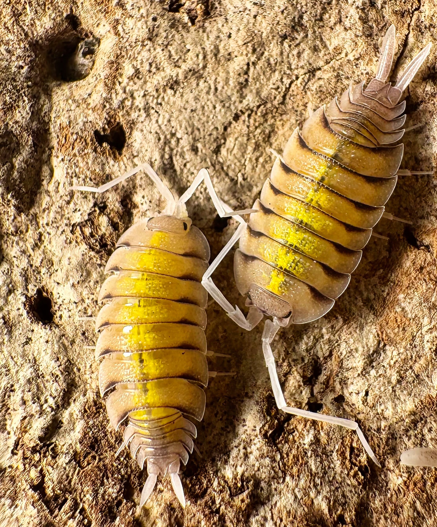 Porcellio bolivari "Yellow Ghost"