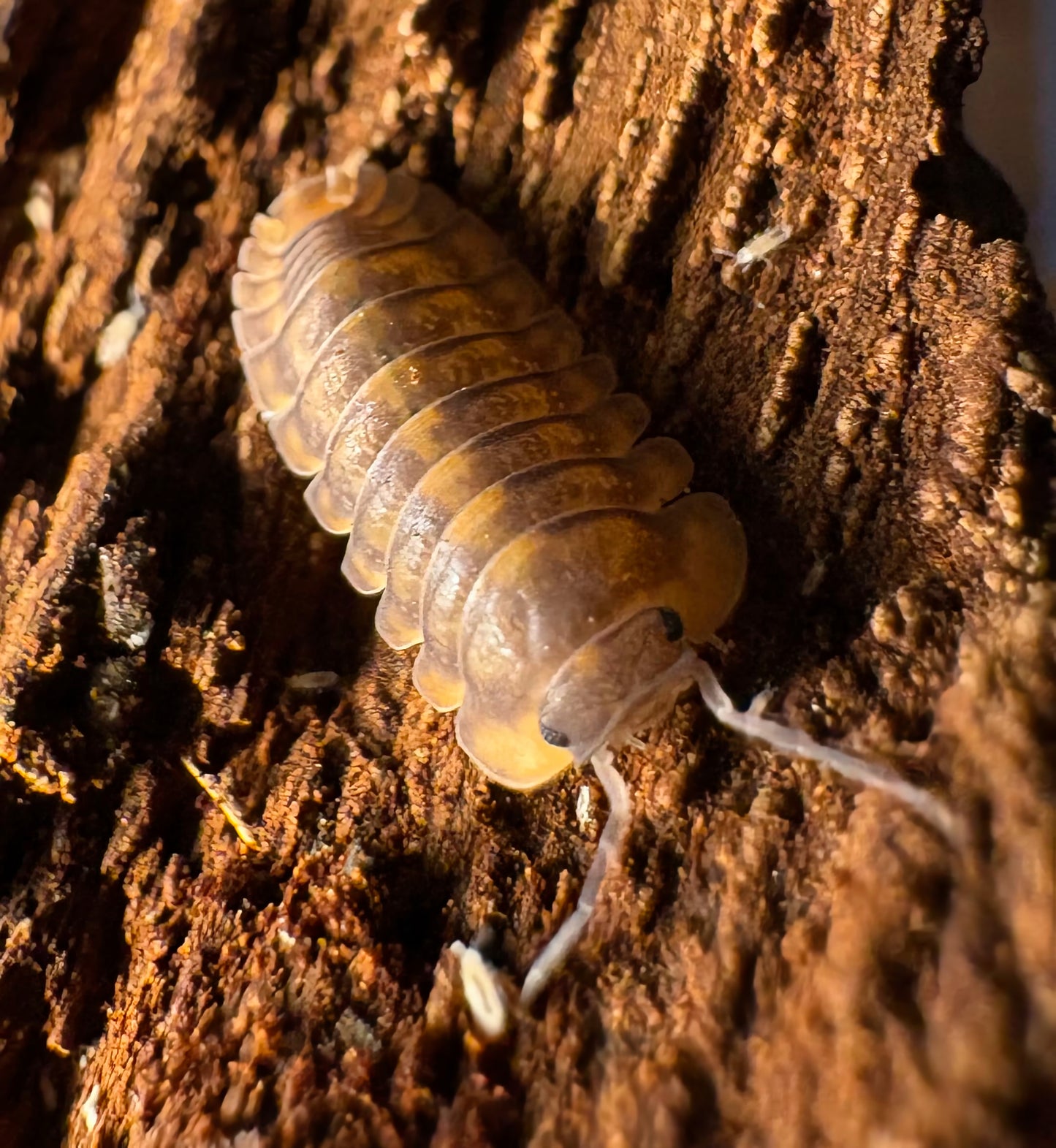 Cubaris sp "Phipun Tiger"