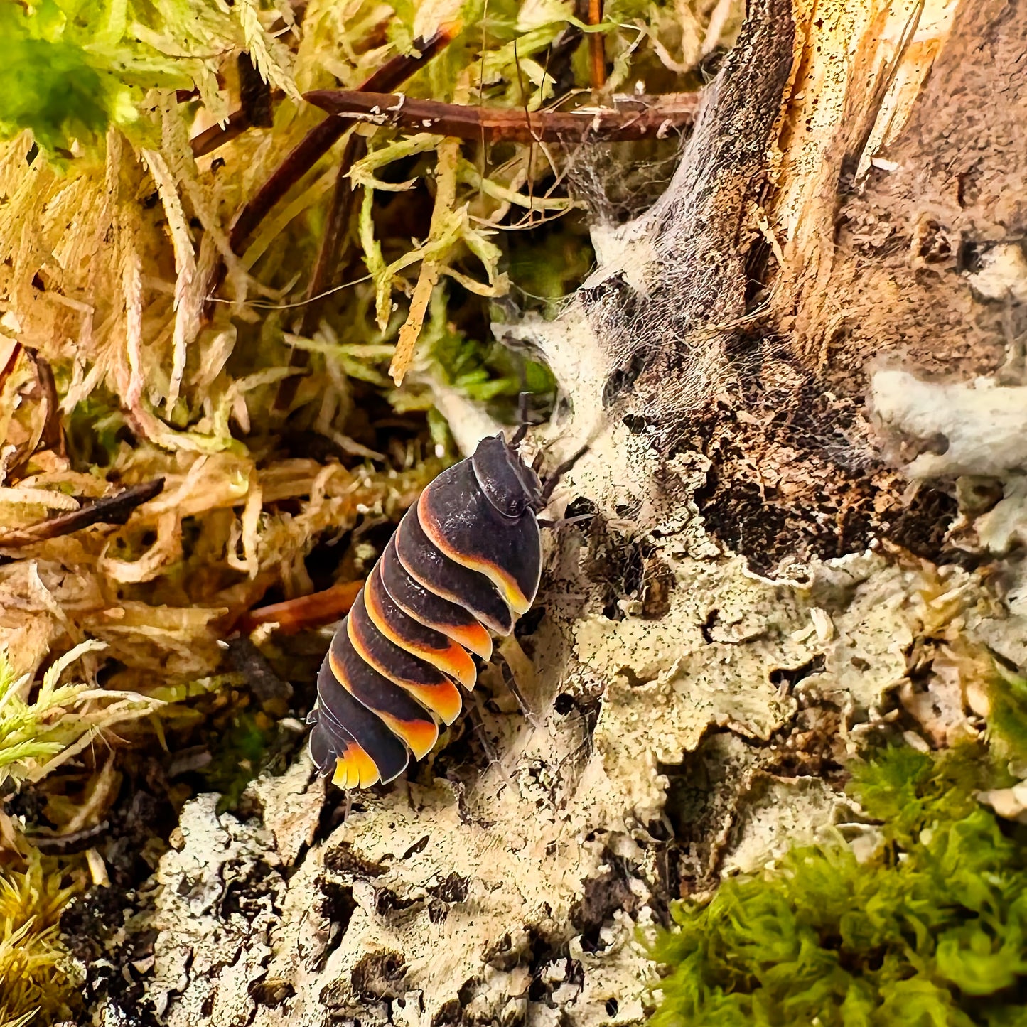Ardentiella sp "Ember Bee"