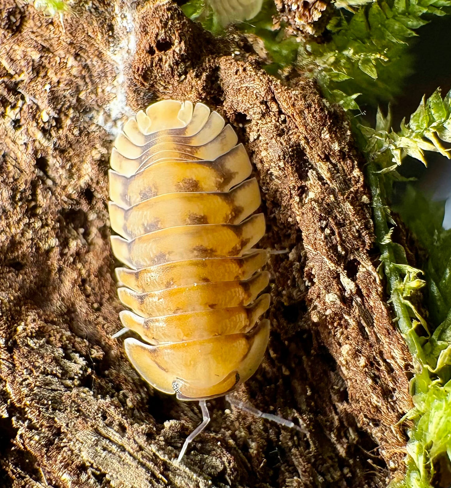 Cubaris sp "Yellow Tiger"