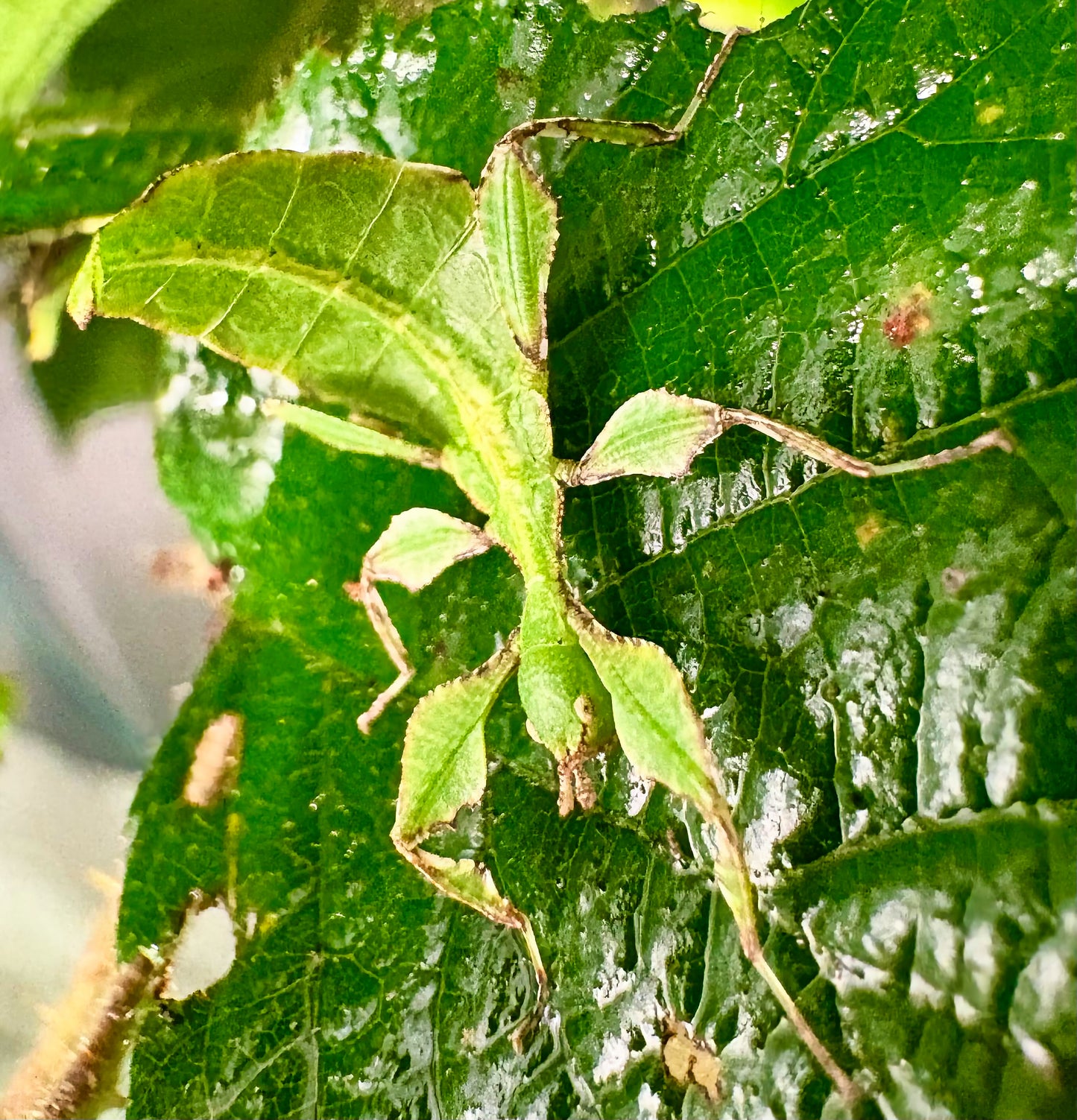 Cryptophyllium limogesi "Thac Krong Kmar" Nymphs
