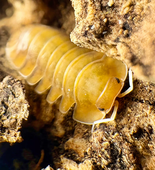 Troglodillo sp "Persimmon"