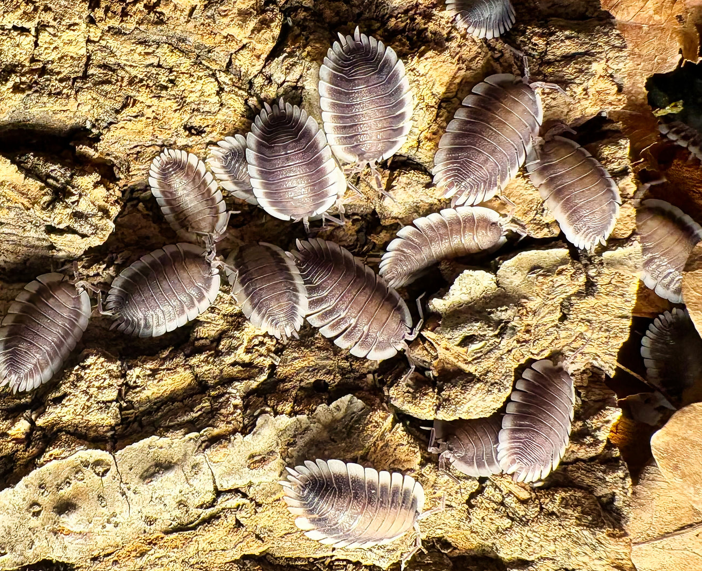 Porcellio werneri